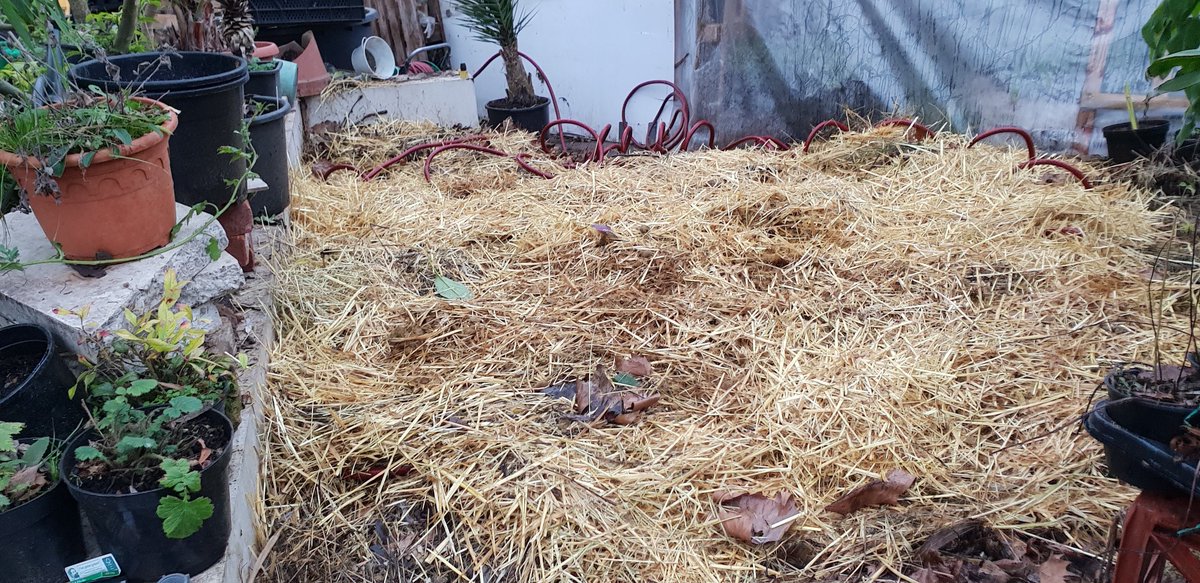 andy_vauxhall's tweet photo. 3 more layers added to heap covering the hose pipe. each layer given plenty of water. #OffGridHeating #SaveTheWorld. tomorrow solar panels and water pump #CompostHeater https://t.co/bT5mWquCMT