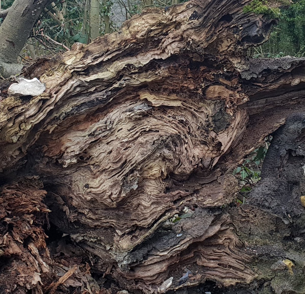 Check out the textures of this old decaying tree. What hidden images can you see in all the lines and swirls? #howsyourimagination