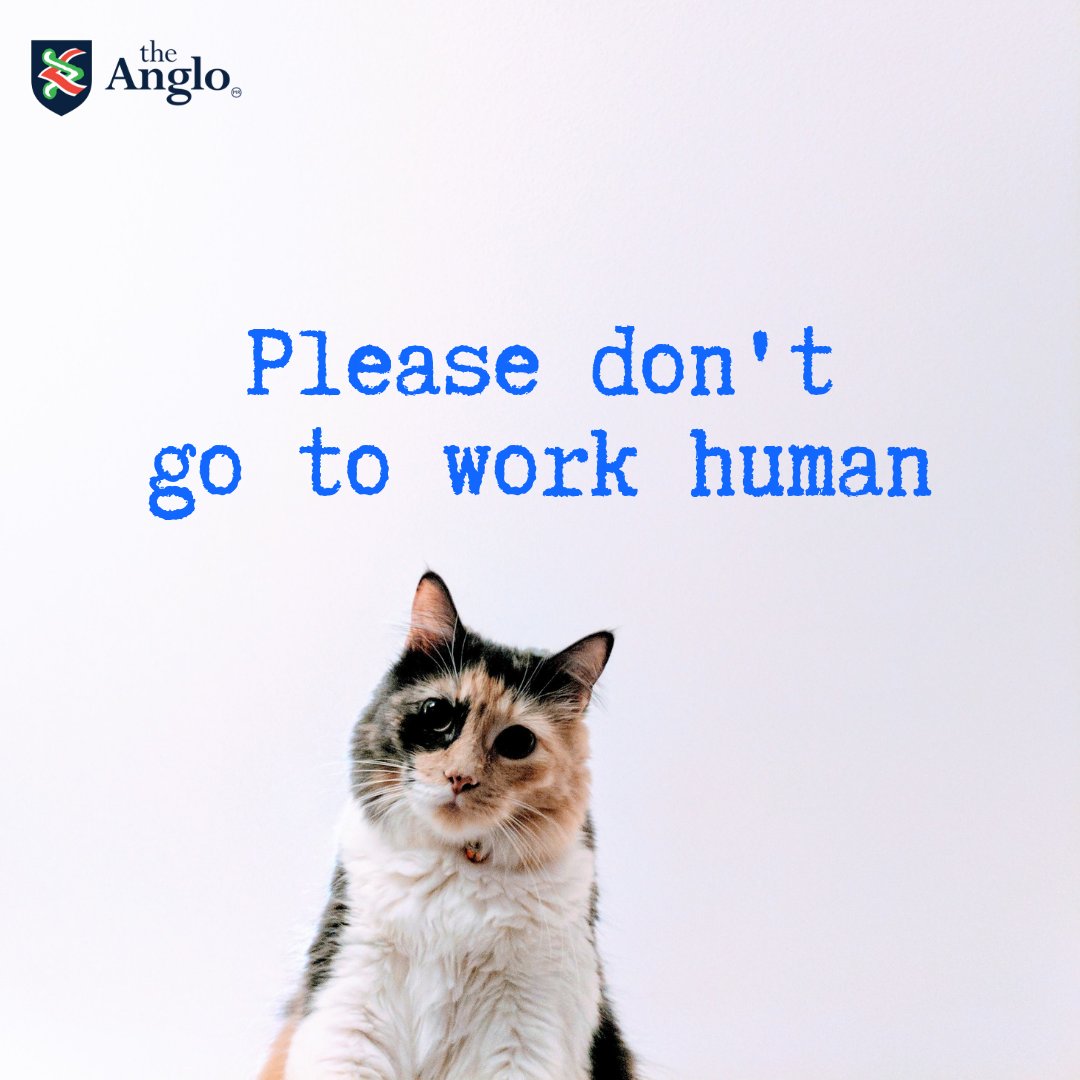 Por favor no vayas a trabajar humano. RT si tu mascota hace esta carita cada vez que te vas.