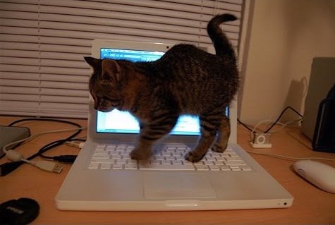 Image result for cat sitting on keyboard
