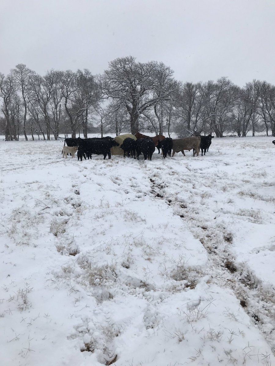 CrazyHillCattle's tweet photo. @MattD_KSWO South of Fort Cobb https://t.co/cs5TIre87O