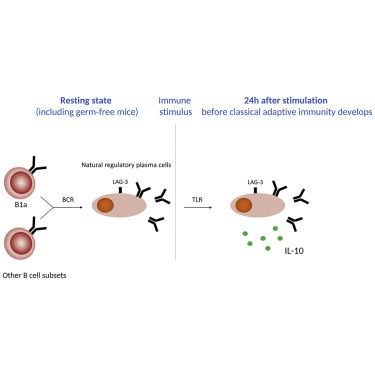 mmw_lmw's tweet photo. ImmunoSuppressive #Regulatory_Plasma_Cells | Expression of LAG3 and IL10 identify RegSubset of AntigenSpecific Plasma Cells | #OpenAccess | Simon Fillatreau #DRFZ @ImmunityCP https://t.co/HbMIeypMHg | #2018ReCap_July https://t.co/BA3dY3ZFXa