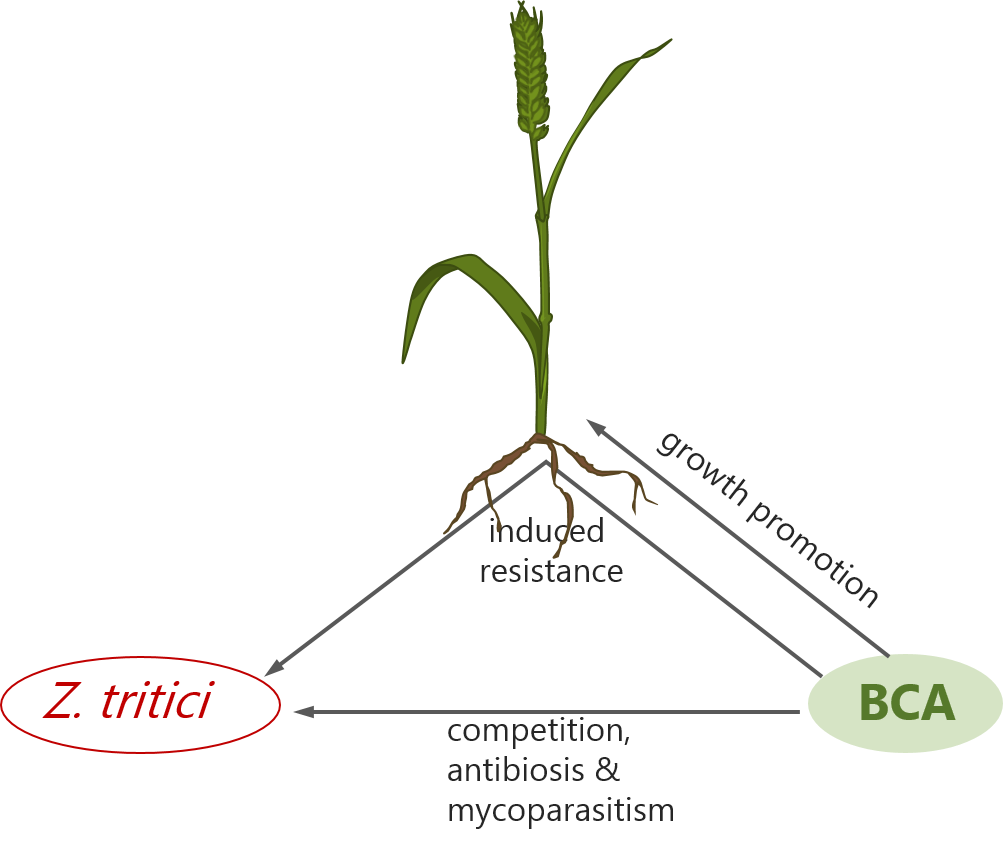 Does someone know where I can get GO terms (gene ontology) for @Zymoseptoria? @APKaristo maybe? 🙂

I'm analysing RNAseq data and would like to see how Zymo reacts to my biocontrol agent.