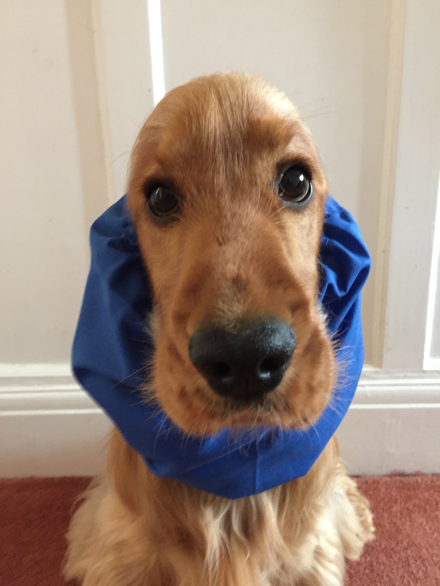 Top dog store show supplies