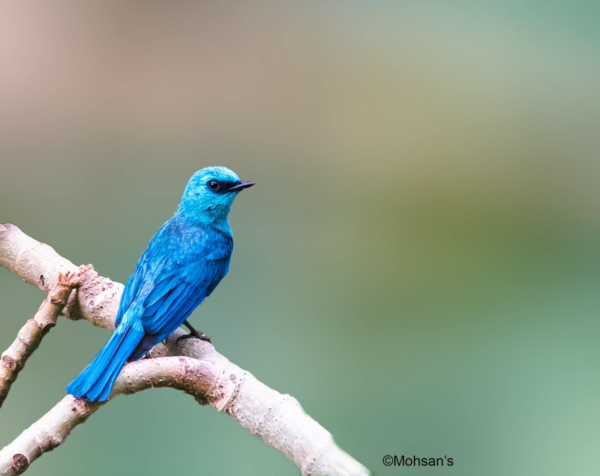 Immii1's tweet photo. Verditer flycatcher #Birds
Cr: MohsanRaza
#MargallaHills #Islamabad #BeautifulPakistan #VisitPakistan #TheRealPakistan #Photography #travelphotography #Karakoram #Himalaya #SilkRoad #tourism @momentmemori @PicsSilkRoad  @SohnaPunjabofPK @BeautyPakistani  @destinationpak https://t.co/KvdxGpJvoq