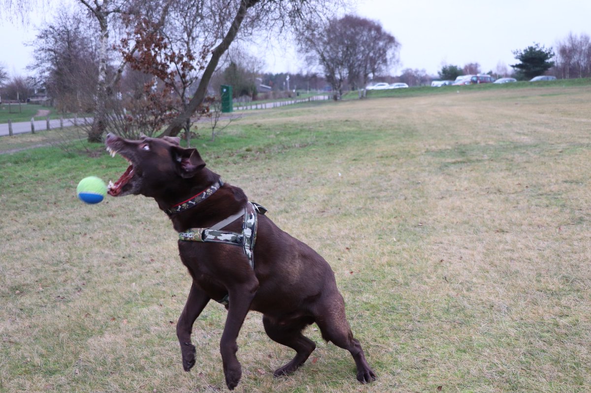 Had a great walk with <a href="/twixkearney/">Twix Kearney</a> and my sis today #dogwalk #chasewater #lovethisdog