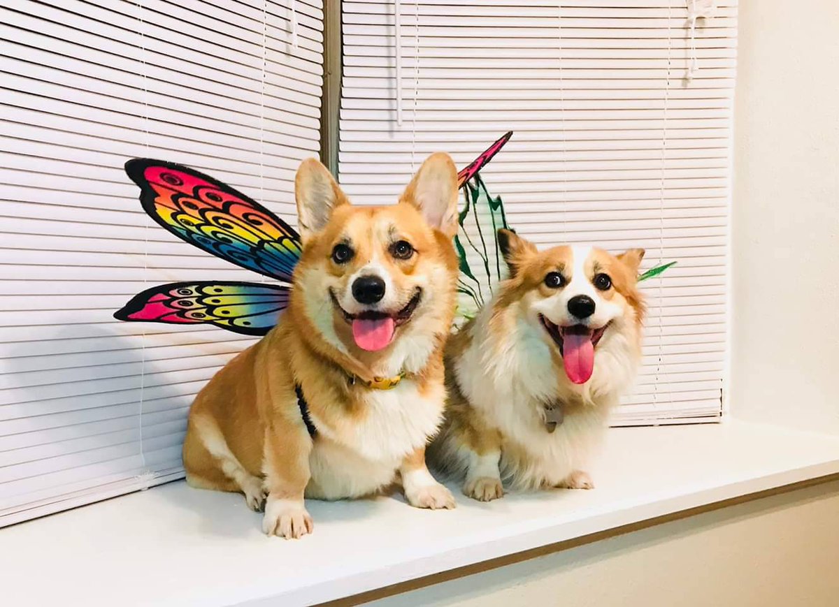 corgi with wings