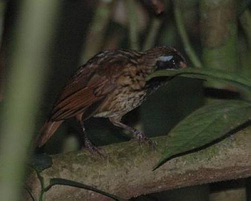 everybird (retired) tweet media