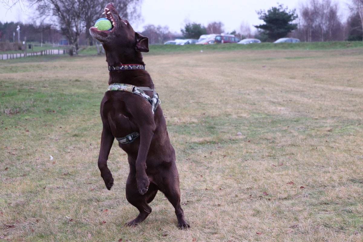 Had a great time at the park today with my two sisters <a href="/TullyKearney/">Tully Kearney OBE PLY</a> #modeldoggy #lovemyball