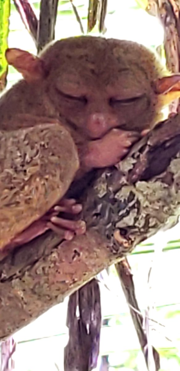 UBErEd2's tweet image. What weird little creatures.... Tarsier reserve in Bohol, Philippines