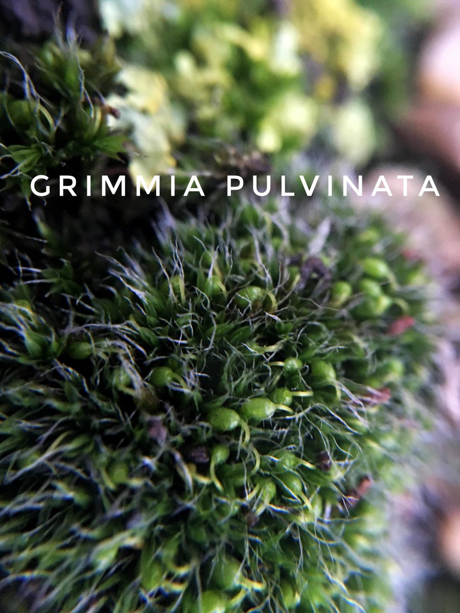 TotallyNotaBug's tweet photo. It may be cold out but a quick moss collection means plenty of fun back in the warmth. I always appreciate the variation in mosses, I used to think they were just....moss. @Britnatureguide @BSBIbotany @nationaltrust @WoodlandTrust https://t.co/7e3aHVpbkp