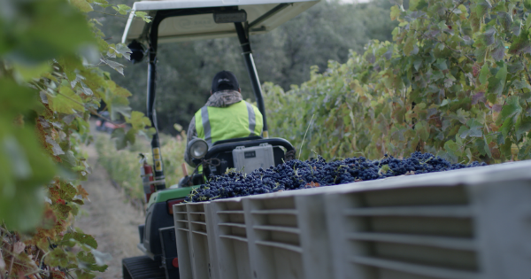 WineIndustry's tweet photo. It Starts with Wine, a @WineEnthusiast Media Original Production, Premiers on Amazon Prime Video January 4th
https://t.co/pxTnYOuPYd https://t.co/Kpj5176GBS