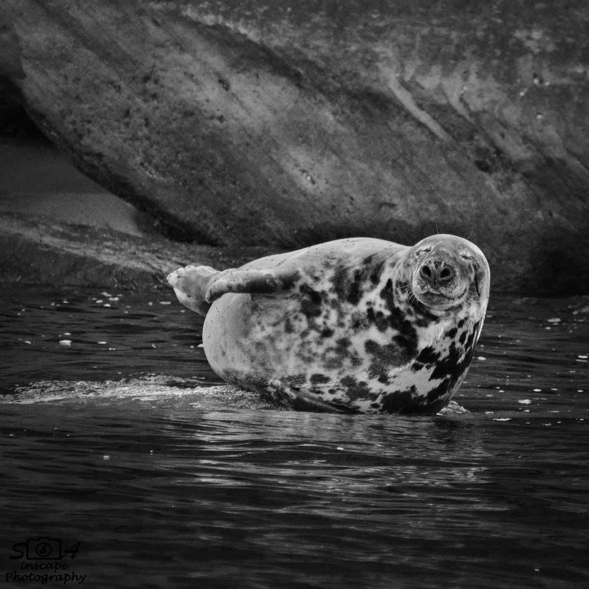 SAinscapePhoto's tweet photo. Smile ☺

© S&amp;A Inscape Photography 2019

#photography #photographers #nature #naturephotography #wildlife #wildlifephotography #seal #ocean #rocks #capebreton #novascotia #canada #blackandwhitephoto #trending #capture #moment https://t.co/K5QpnI8cZL