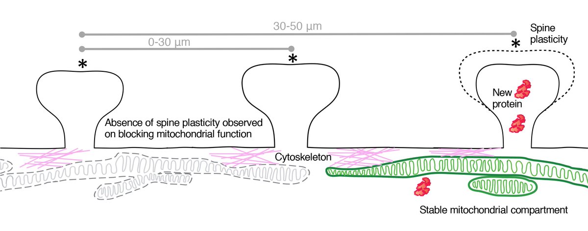 MpiBrain's tweet photo. Great start of #2019 with new @CellPressNews paper @MpiBrain researchers about mitochondria in local protein synthesis in the brain https://t.co/W8YqP0IF2w #mitochrondia #memory #localtranslation #synaptictranslation https://t.co/BANujBhUqj