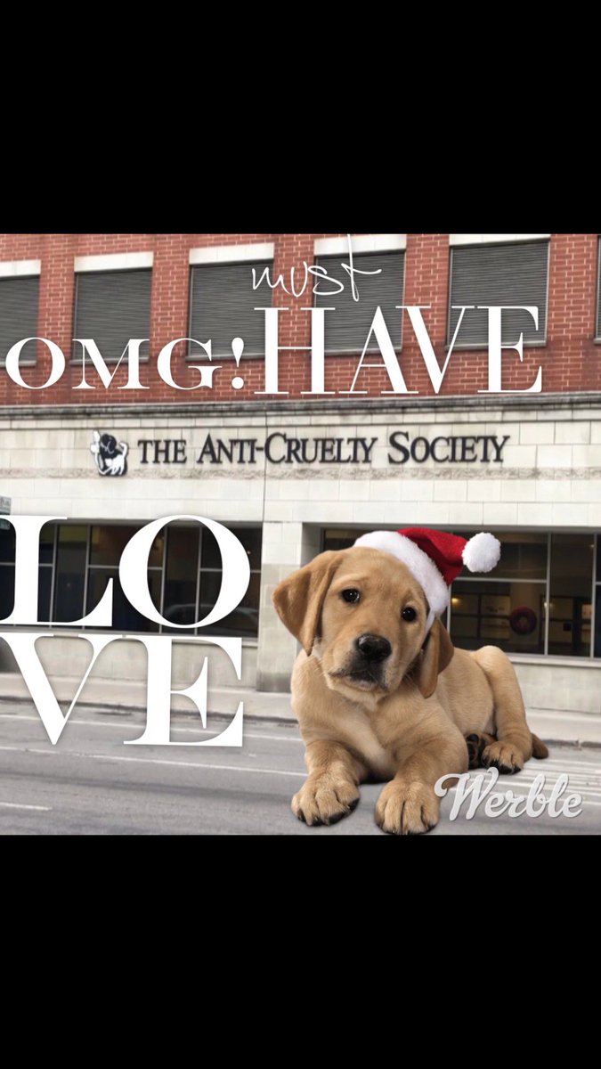 chi_connections's tweet photo. Its A #NewYear but the #anticrueltysociety is still here loving #animals and we love animals too!!! As we are about to #premiere the podcast stay alert for our podcast about the Anti Cruelty Society and lets start off #2019 right #love #Chicago https://t.co/cmIbr4gKui