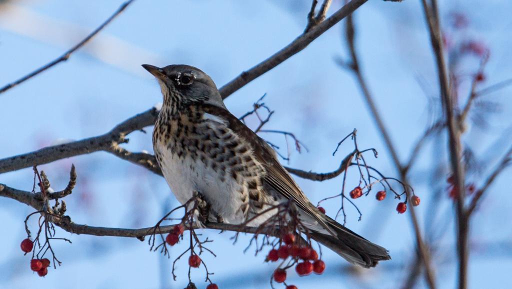 Rfi On Twitter France La Lpo Saisit La Commission Europeenne Contre La Chasse A La Glu Https T Co Gkp3hwefg2
