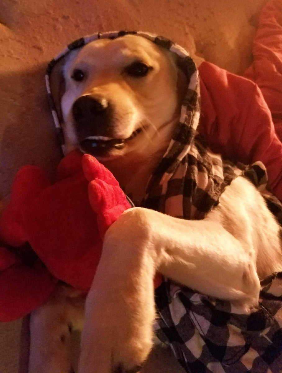 Sterrrrrrling's tweet photo. My dog looks like he sells drugs to kids https://t.co/1LGkAyBY4e