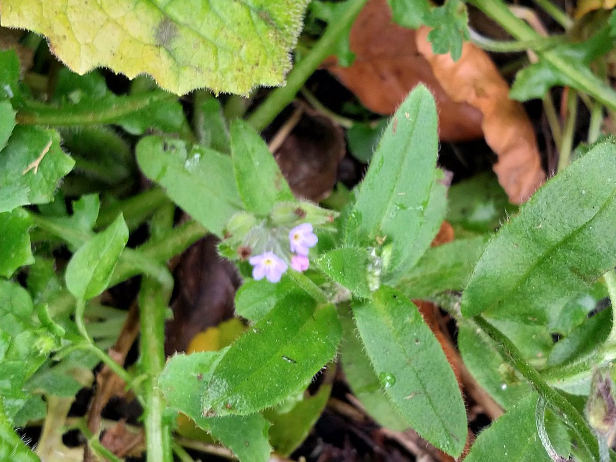 GeorginaJudd1's tweet photo. Where do the days go? #NewYearPlantHunt, #7DaysofWildChristmas, life AND tweeting was just TOO much. So, NYPH data submitted and here, I think, are Borage and Changing Forget-me-not for Days 6 & 7. Stamens all counted @nervousbotanist it was wavy bitter-cress! 😉💚 https://t.co/99tfndQirR