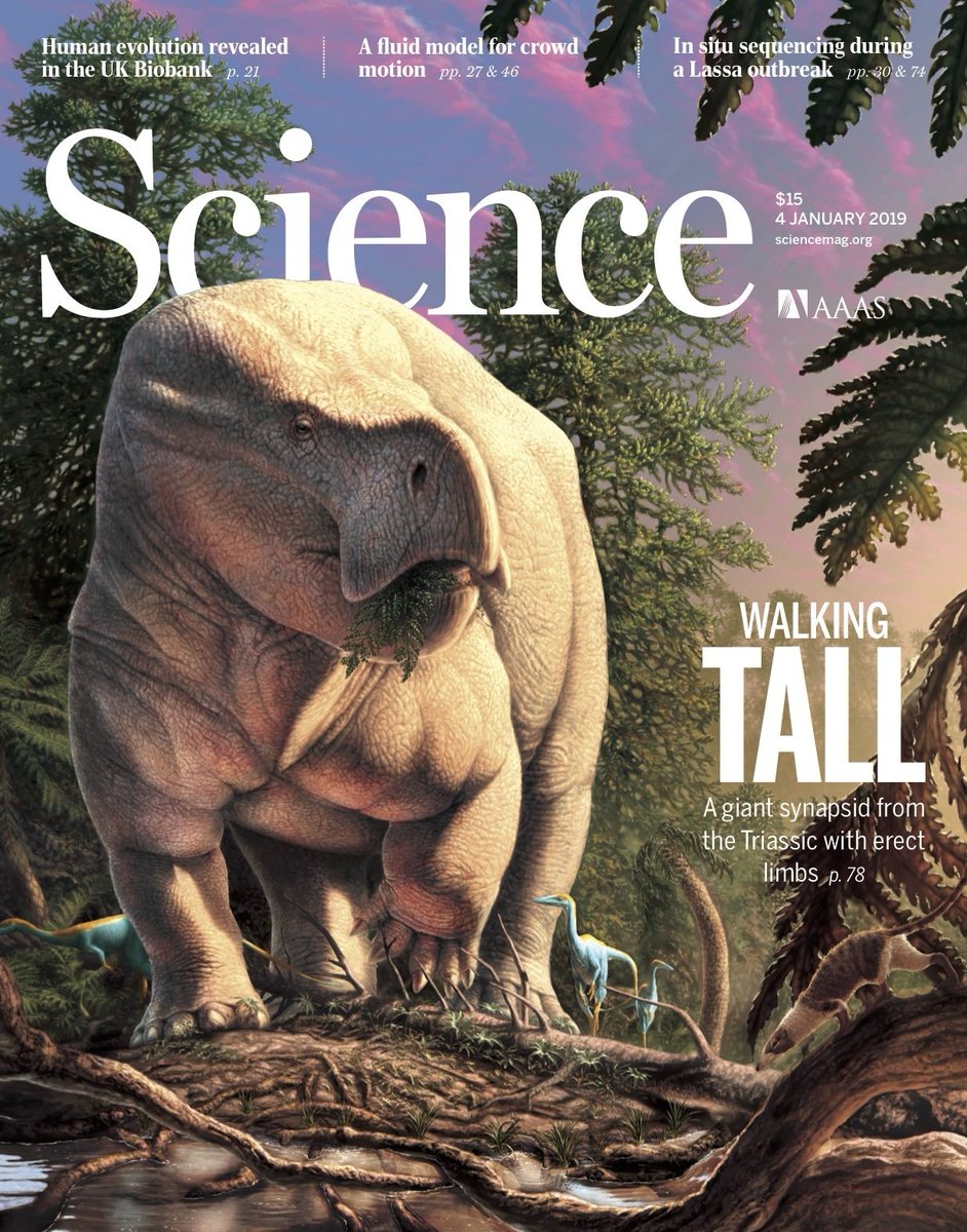 ScienceMagazine's tweet photo. Detecting the Lassa virus, following the current of a crowd, and new insights into an interesting megaherbivore of the Triassic in our first issue of 2019. https://t.co/BAk9G26s7B https://t.co/2lnJ6ryf0z