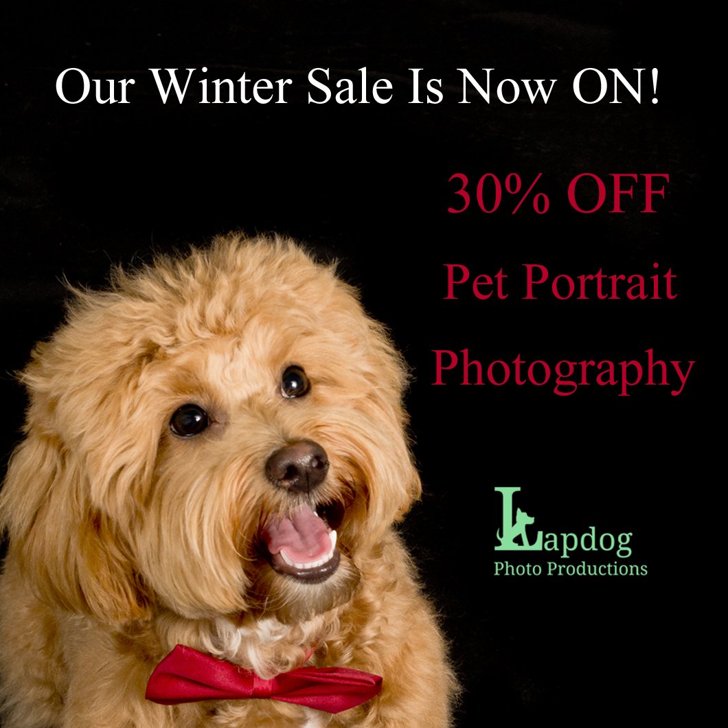 Lapdog Tweets (@lapdogtweets) on Twitter photo Cheer up 😊 Christmas may be over but the sales are on! Enjoy fun & positive experience for both you and your furry friend at a location of your choice (London,UK) 🐶 Book your pet portrait photoshoot today londonpetphotography.co.uk #dogsoftwitter #dogphotographer <a href="/TheGoodDogGuide/">The Good Dog Guide</a> Cheer up 😊 Christmas may be over but the sales are on! Enjoy fun & positive experience for both you and your furry friend at a location of your choice (London,UK) 🐶 Book your pet portrait photoshoot today londonpetphotography.co.uk #dogsoftwitter #dogphotographer <a href="/TheGoodDogGuide/">The Good Dog Guide</a>