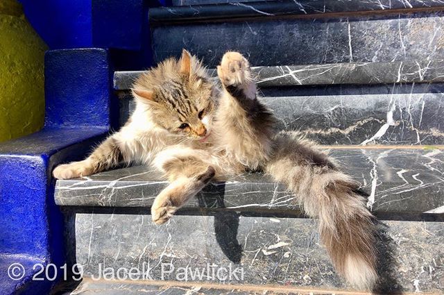 TuPawlicki's tweet photo. #catsofmarrakesh #cats #marrakesh #travel #world #worldtravel #africa #worldpics Cats fro Marrakesh I , January 2019 https://t.co/G2F7fqocOs
