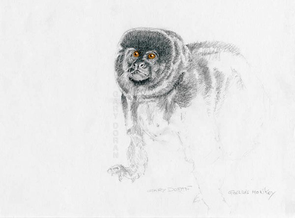 garydoranart's tweet photo. Another version my Goeldi's monkey sketch
#monkey #GoeldisMonkey #apesandmonkeys #sketches #graphite #pencil #pencildrawing #animallovers #graphitedrawing #drawing #sketch #smallanimals #realisticdrawing #animalart #realisticart #artwork #Sketching #PostYourOwnArt #smallmonkeys https://t.co/7BaCuRfzMK