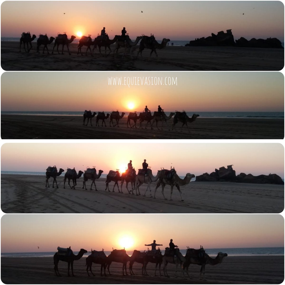 Sunset camel ride 🐪🌅
#cameloftheday #camelride #camellife #camelride #droma #dromadaire #baladeadromadaire #sunset #sunsetride #essaouira #morocco #maroc #equievasion