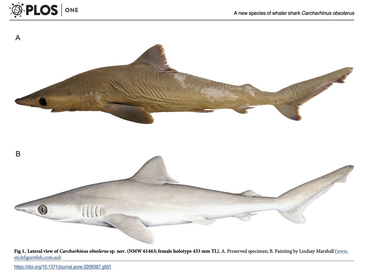 CoralReefFish's tweet photo. Next time you hear about a marine protected area that prohibits commercial fisheries but allows traditional fisheries think about this: the closest case we have of a shark extinction was caused by local traditional fisheries. https://t.co/jZUcaU6mZm https://t.co/WUqXLai4cj