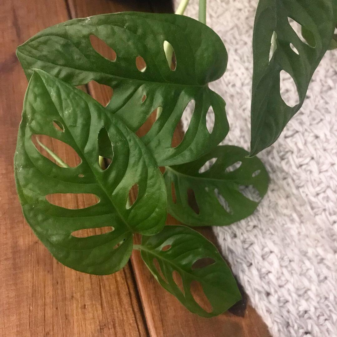 ...and so my self imposed 2019 challenge of making one #embroidery a week has begun, starting with my baby #monsteraobliqua