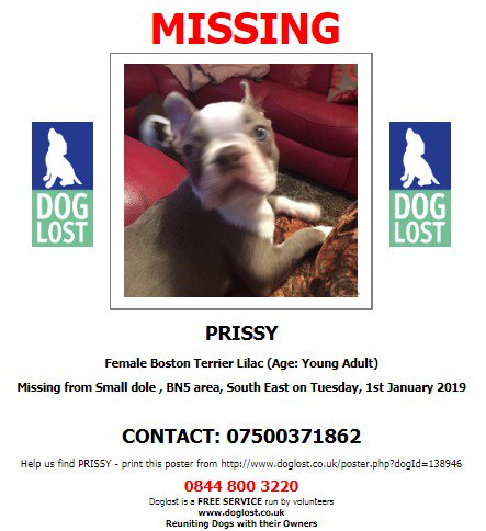 DogLostUK's tweet photo. #LOST #DOG PRISSY
Female #BostonTerrier Lilac Young Adult
#Missing from #SmallDole #BN5
Tuesday 1st January 2019
#LostDog #ScanMe @SAMPAuk_ @VetsGetScanning
https://t.co/7Ij1g1Vt7I https://t.co/weBR3diz20