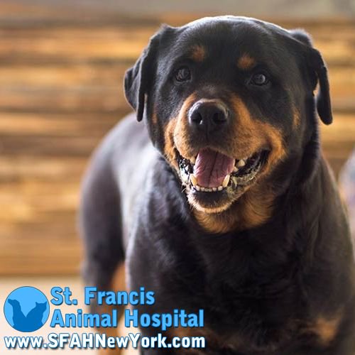 SFAHNewYork's tweet photo. This is the face of a mush hearing "do you want to go for a walk"! That look on a dogs face when you know what they want and you ask them if they want it! Set up an appointment with our Veterinarians today! https://t.co/QOIbgtEAyg https://t.co/Jwc24w1wot