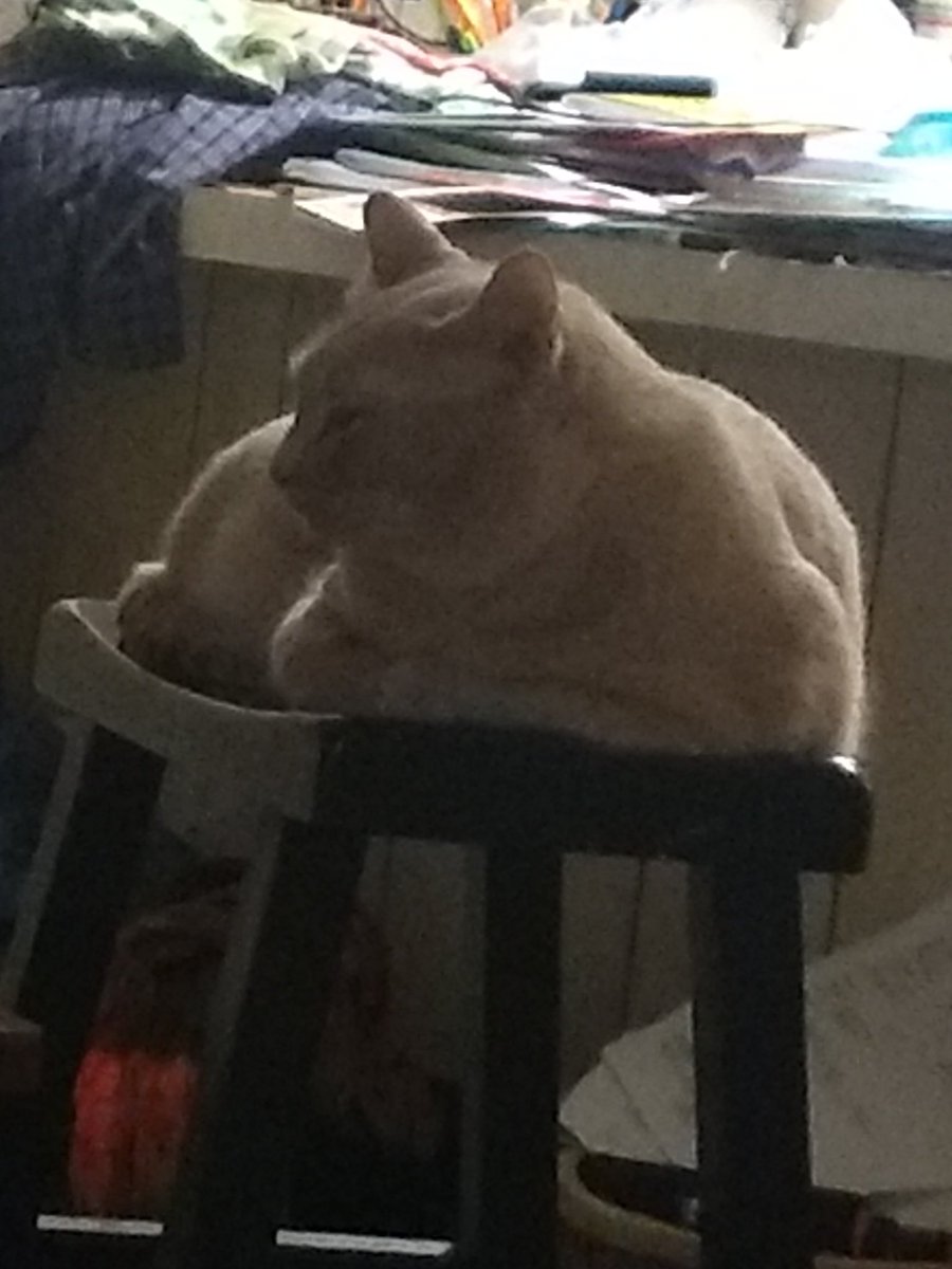 GarfMic's tweet image. Feelin almeowst purrfect