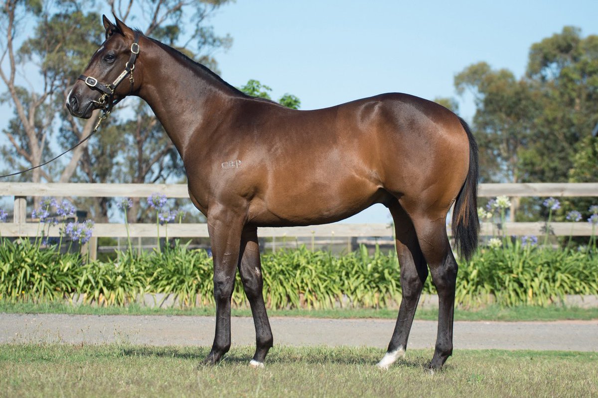 RushtonPark's tweet photo. Lot 611 ⁦@mmsnippets⁩ is a powerful colt by ⁦@widdenstud⁩ Nicconi. Full brother to stakes performed 2yo ⁦@CumaniRacing⁩ Akkadian. A black type family and mum is is 3 to race for 3 winners! ⁦@FastTrackPhotog⁩ ⁦@vicbreeders⁩ ⁦⁦@HorserailAus⁩ https://t.co/1LKZe8GtRz