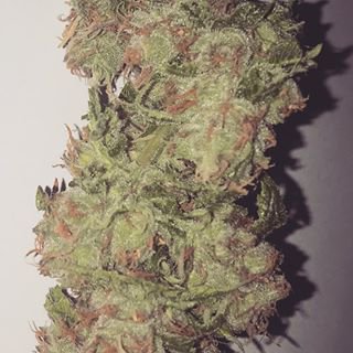 The Cannabis Project tweet media