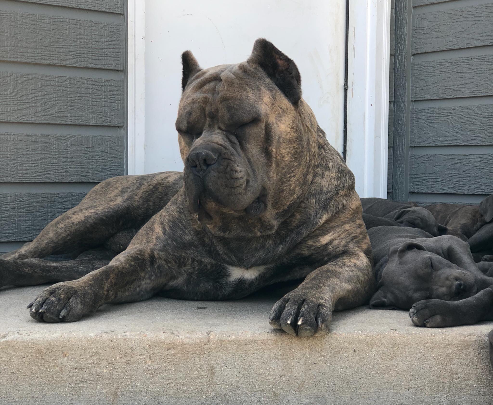 Sawtooth cane corso 2025