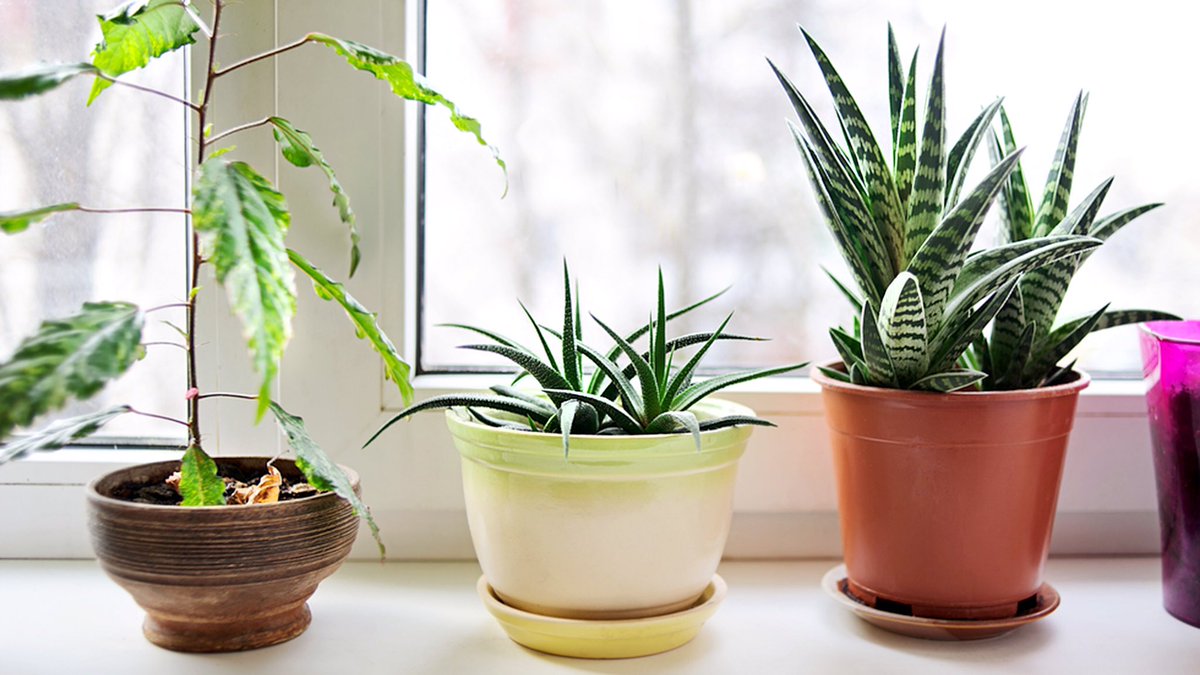 I Houseplants give off oxygen and help remove chemicals like formaldehyde, a common indoor vapor that can cause respiratory and neurological problems, as well as cancer,” he says. #plants #planthealth #removestoxins #life #amazing #westchestervilla #seniorliving #assistedliving