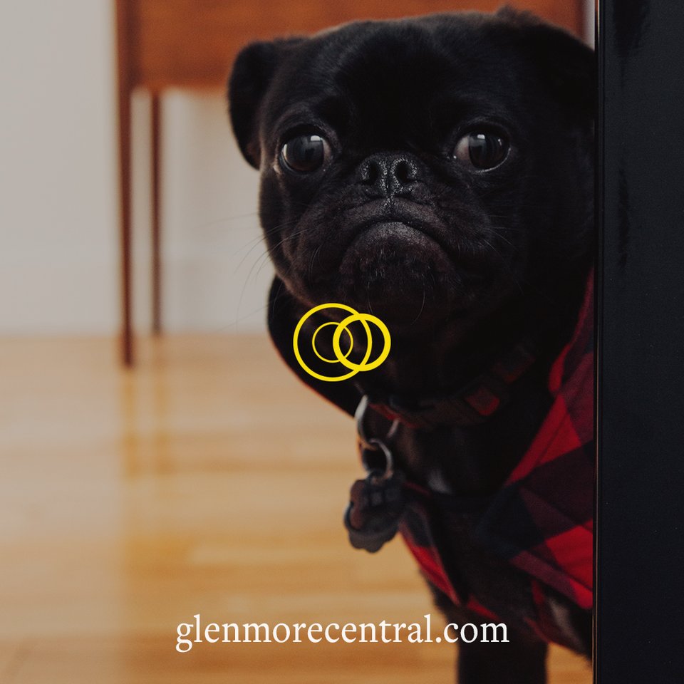 GlenmoreCentral tweet media