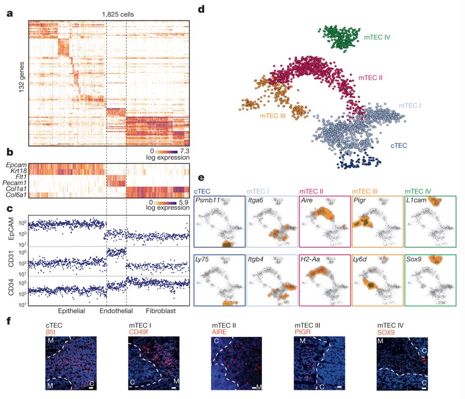 mmw_lmw's tweet photo. #Single_Cell_RNAseq | Mapping Thymic Stromal Cells: new Tuft-like mTEC IV cells | Ido Amit @WeizmannScience @Nature https://t.co/EAANWMFXN7 | #2018ReCap_July https://t.co/0x6jVTUiif