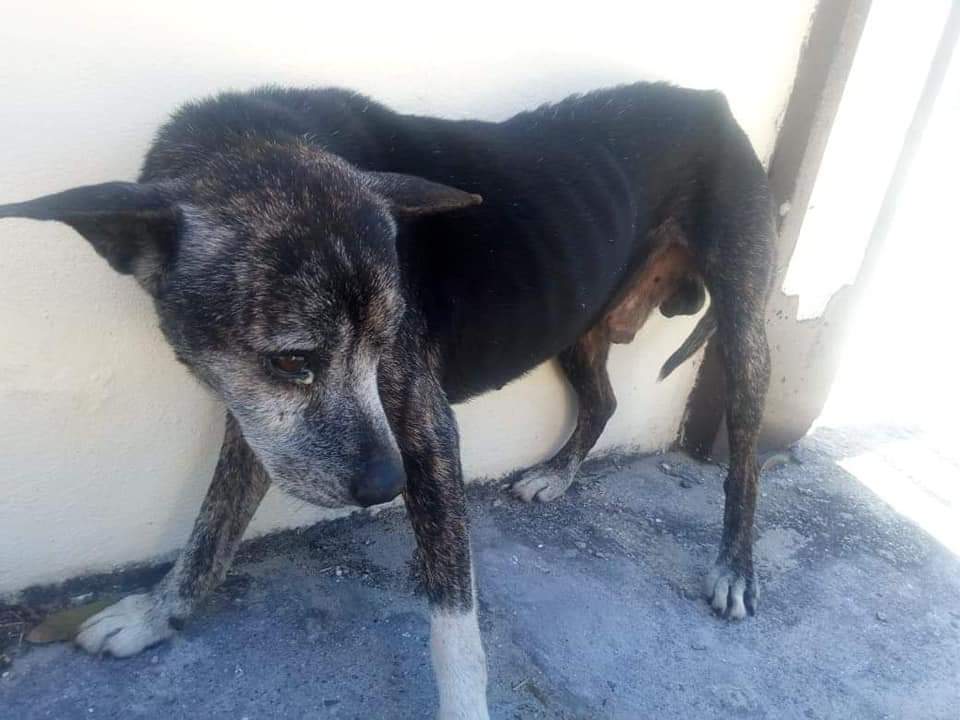 CubanRescue's tweet photo. https://t.co/9pRpetc6Rt