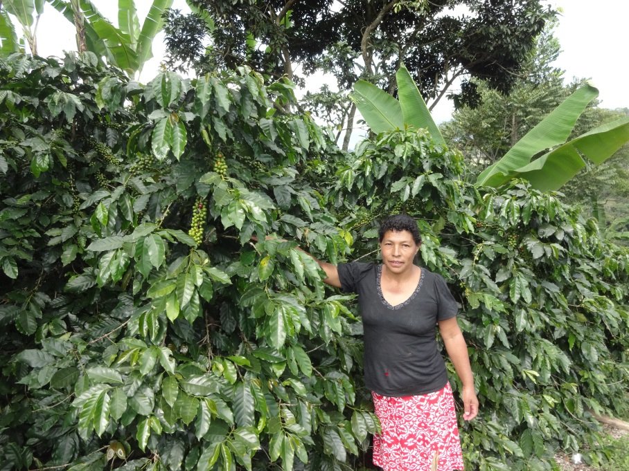 labodegacoffee's tweet photo. Coffees from Honduras are known for their mellow citric acidity, chocolate and toffee sweetness, and a rich nuttiness that makes them perfect blend components or easy-drinking single origins. Check some our from our partners at the FTO-certified Cooperativa RAOS (B12094) https://t.co/qQDFcbUV9P