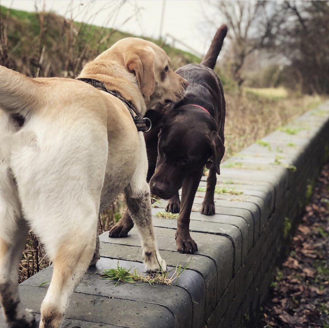 DogsSmug's tweet image. Why walk on the path when there’s a perfectly good wall 😆 #itsalabthing #walktheline #labline