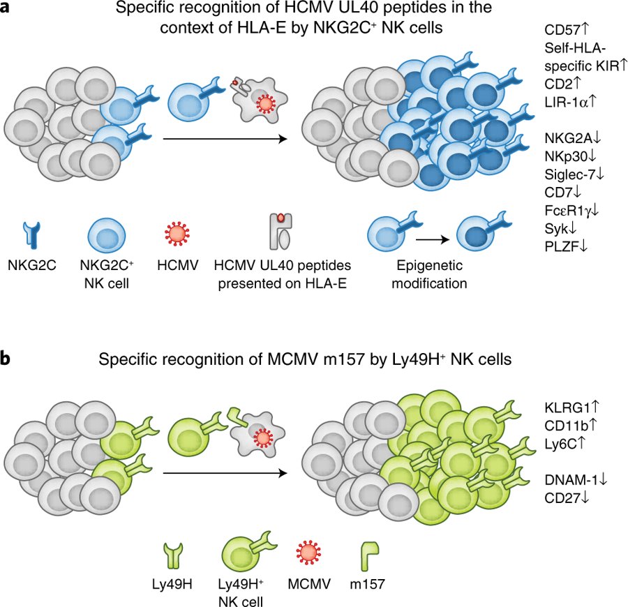 mmw_lmw's tweet photo. #Natural_Killer_Cell Specificity | Consequences of Recognition of Viral Antigens | Chiara Romagnani @RomagnaniLab @NatImmunol https://t.co/OROogWlaAb | Nice Review Quirin @QuirinHammer | #2018ReCap_July https://t.co/faoBI77LLh