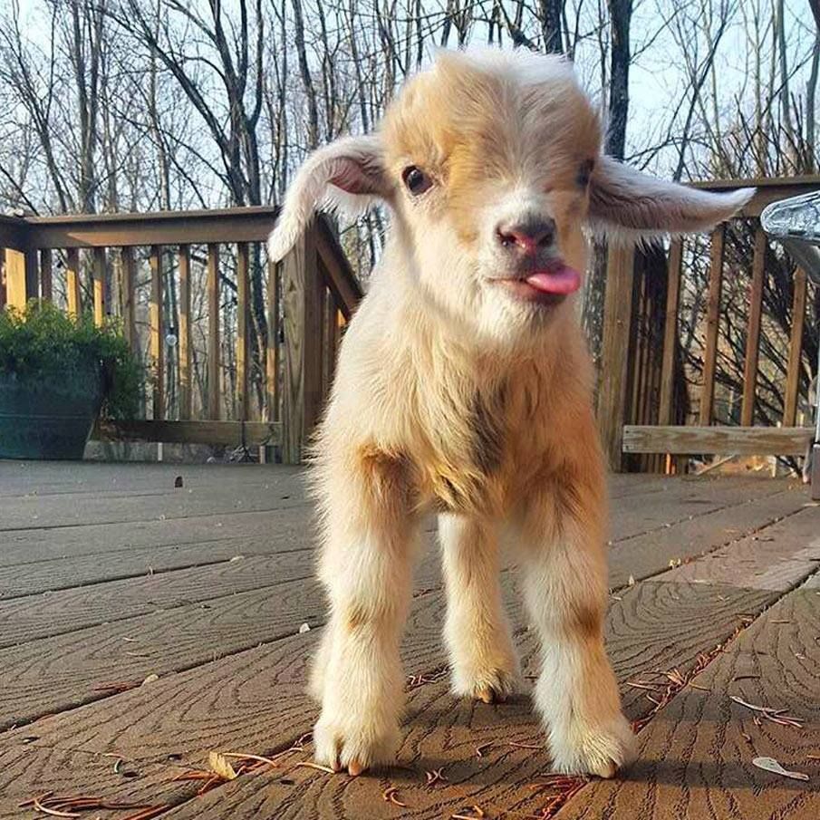 duchessoftuna's tweet photo. baby goat https://t.co/x1RRVjHjB0