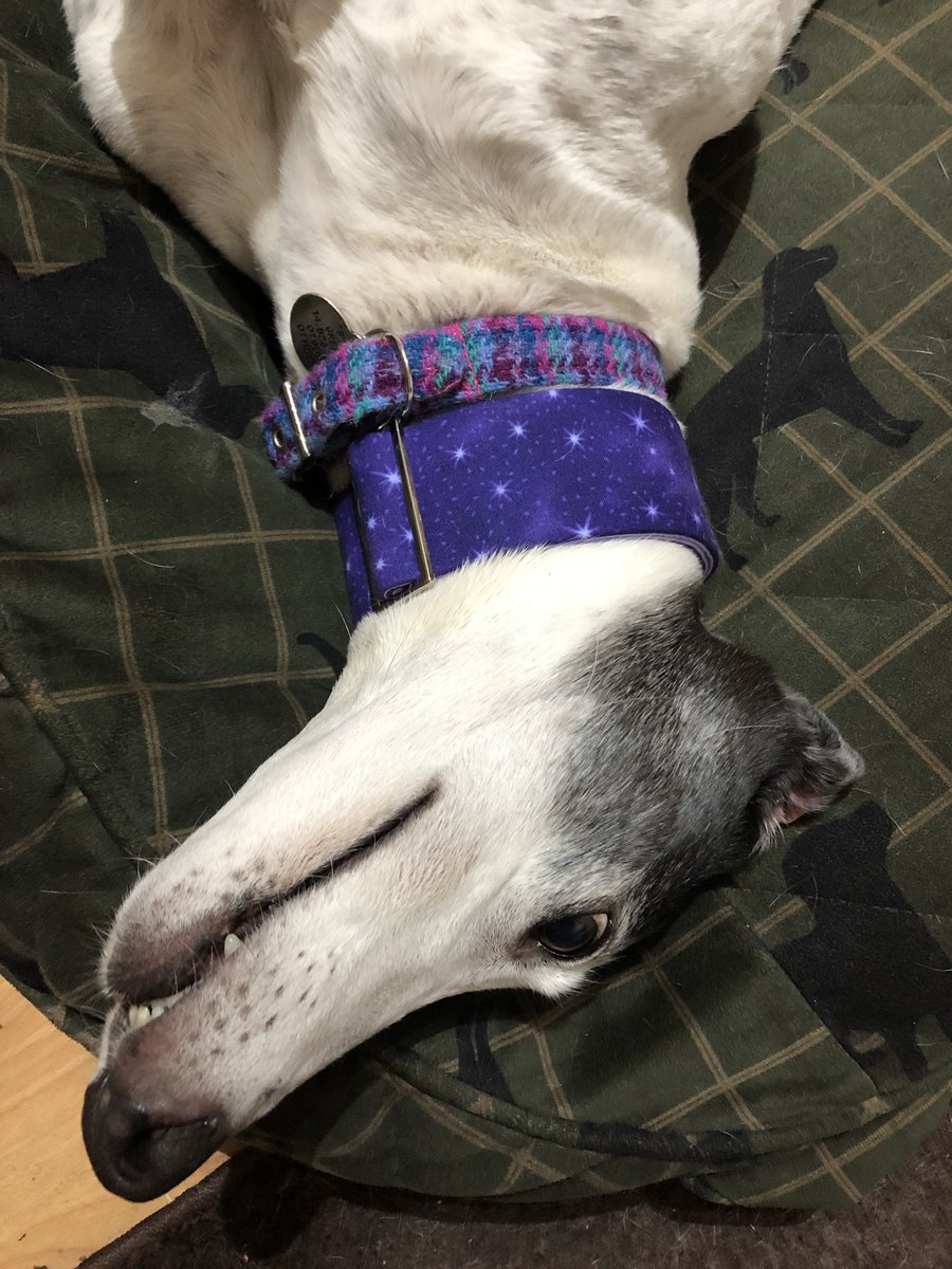 MissStarhound's tweet photo. This month I will be wearing purple! #newcollars @dogsonbikesshop https://t.co/mVP5FMsWio