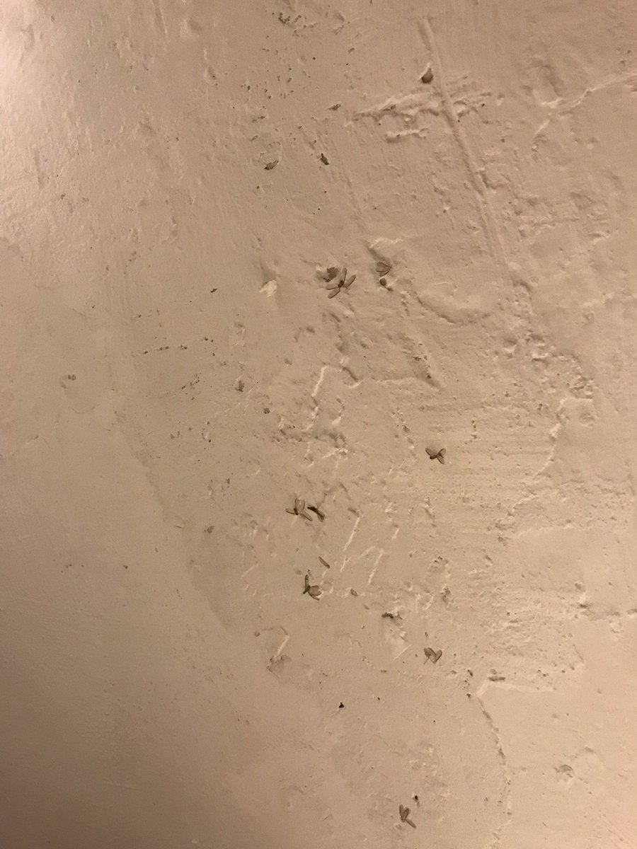 cbsqueaks's tweet photo. @SunscapeSabor  had these critters all day since 8am.  Called 3 times.  Visited the front desk 4 times.  How do you get this cleaned? https://t.co/X8iVQdew6B