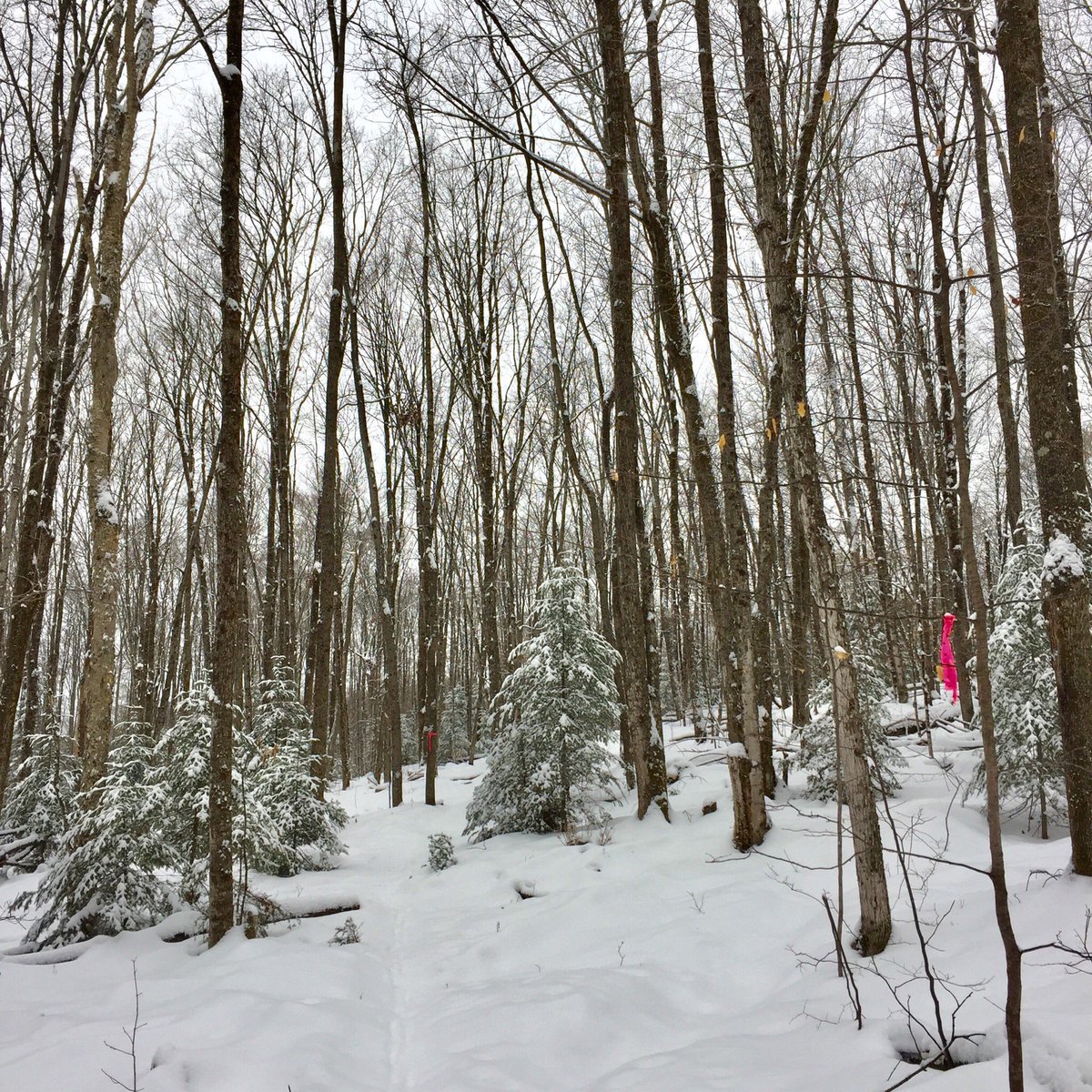 Great conditions on the snowshoe trails <a href="/HH_Museum/">Haliburton Museum</a> and Glebe Park today! Love the new signs! #myhaliburtonhighlands #haliburtonlife #comewander #DiscoverON <a href="/dysartrec/">Dysart Recreation</a> #ontariotravel #explorehaliburton