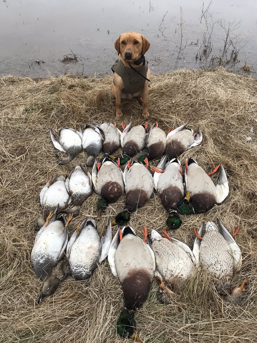 Back at them again today great hunt gave Turbo the day off took Rudy going to be a stud waterfowl dog! #ihuntdux #mallards