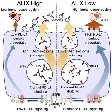 mmw_lmw's tweet photo. #Tumor_Mediated_ImmunoSuppression | ALIX controls EGFR activity and PD-L1 presentation | Tony Ng @KingsCollegeLon @CellReports https://t.co/3sBs6yjXbO | #2018ReCap_July https://t.co/iKvdpHQaWm