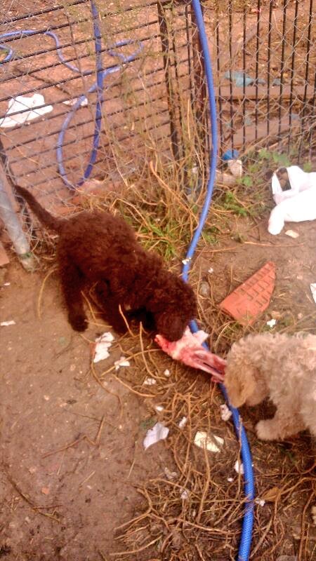 navarroarias's tweet photo. Un 3 de enero mi vida cambió. Había tomado la decisión de adoptar un perro; quería un #perrodeagua y un vecino de Humilladero quería desprenderse de dos cachorros que ya habían cumplido dos meses. Yo sólo podía recibir a uno. Atentos a la carta de presentación de @rouan_pdae 😬 https://t.co/lEqm6WjYov
