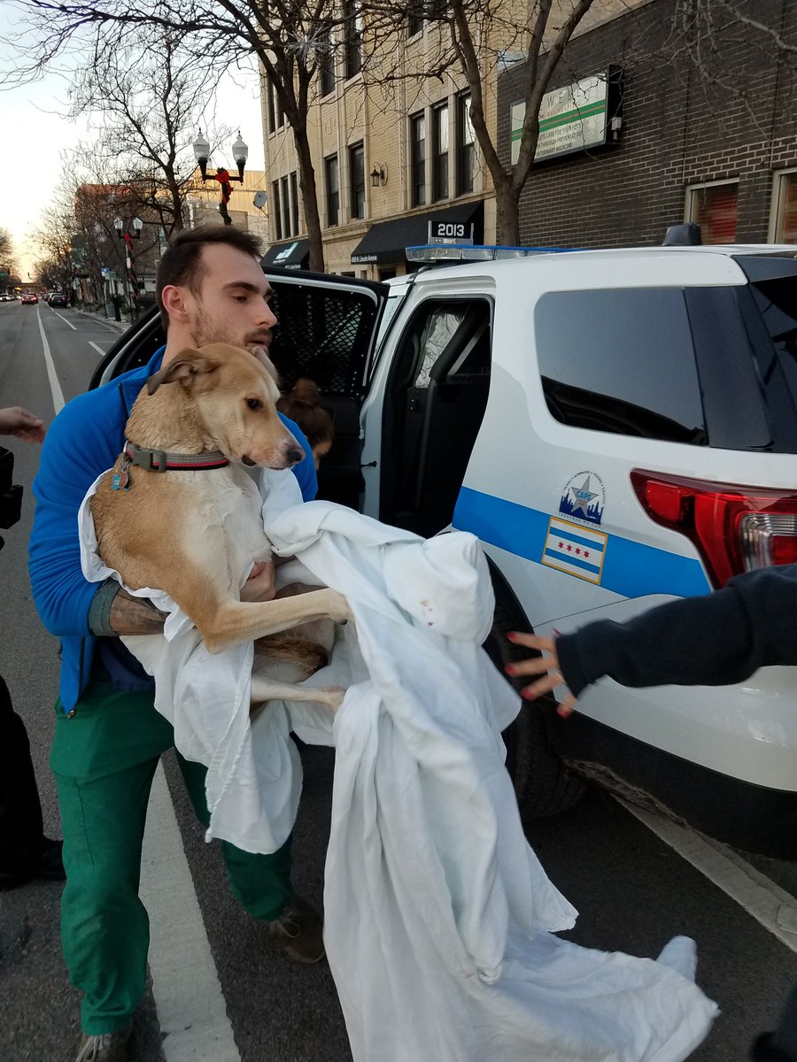 Chicago_Police's tweet photo. 020th District Officers and the Chicago Fire Department rescue a dog from the water at 5600 block of North Lakeshore Drive, and take the female lab mix to Jewell Animal Hospital to be stabilized and reunited with owner. https://t.co/31LUFyoVbb